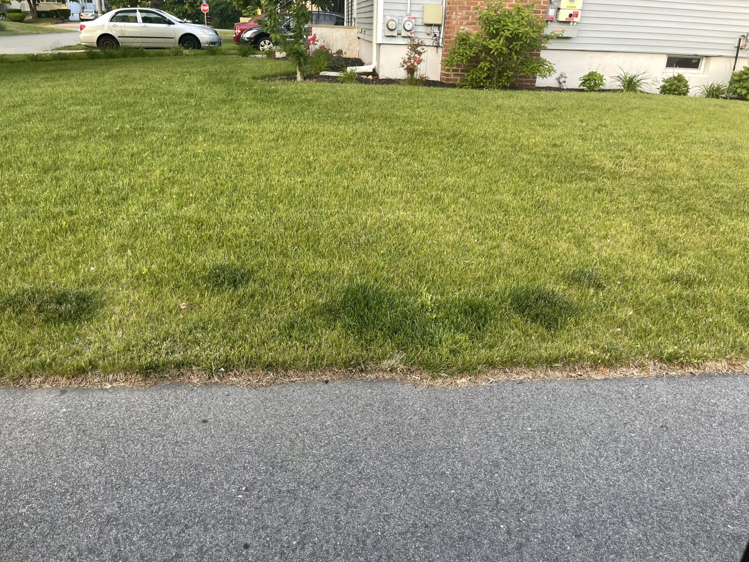 Dog Pee Spots Lawn Doctor of South Shore