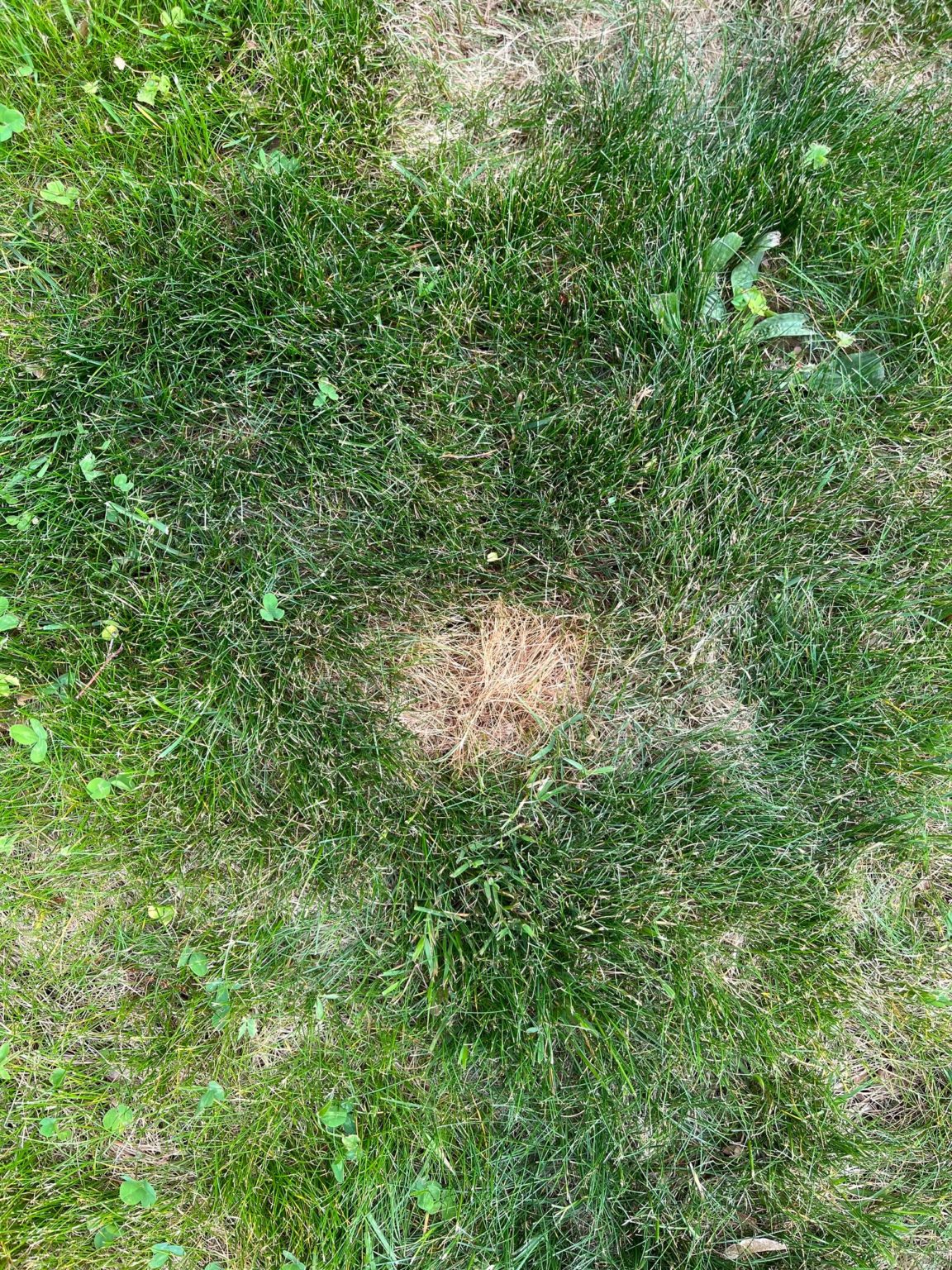 Dog Pee Spots Lawn Doctor of South Shore