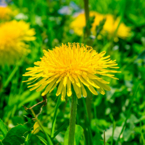 Weed Control in South Shore