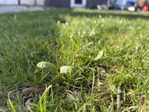 Weed Control Services In Hanson