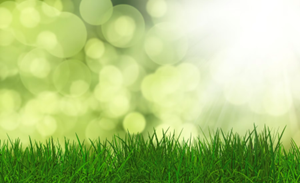 lawncare service in Spanish Fork
