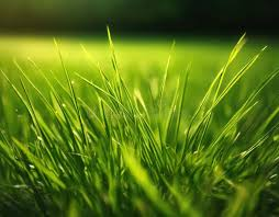 Blades of Healthy Grass
