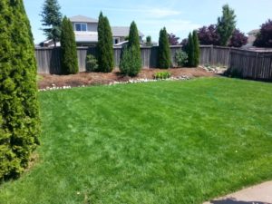 Great Lawn Care Company in Millwood