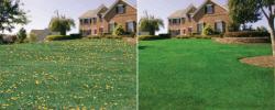 Weed before and after treatments, lawn care company St. Peters