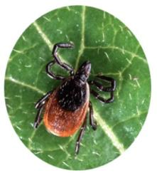 Post image Closeup picture of a tick on a green leaf