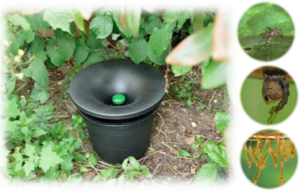 Lawn Maintenance in Sugar Land
