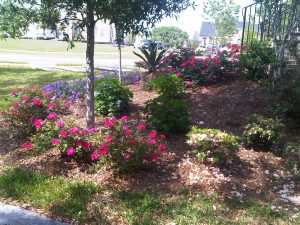 pretty shrubs treated by lawn services in Charleston