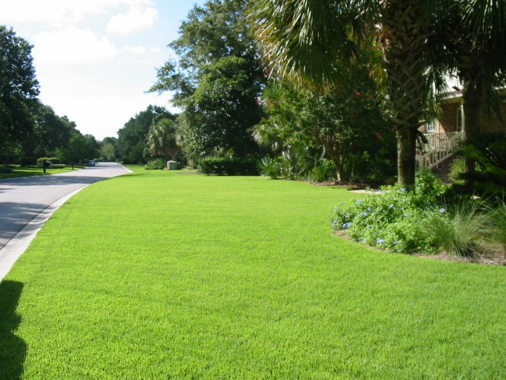 large lawn with grass treated by lawn fertilization in Charleston