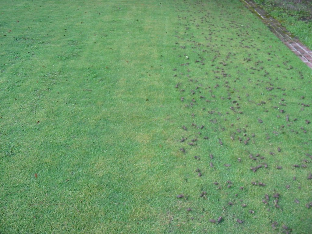 before and after view of lawn aeration showing turf care in Charleston