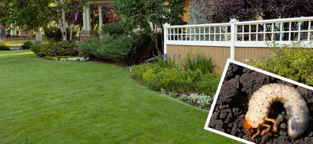 Manicured lawn and shrubs with closeup picture of a grub that needs grub control services