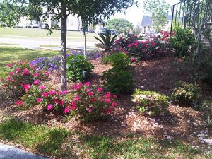 shrubs prepared for springtime lawn care in West Ashley