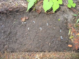 grub in the soil that needs grub control services