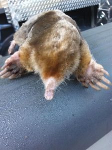 mole sitting on wet ground