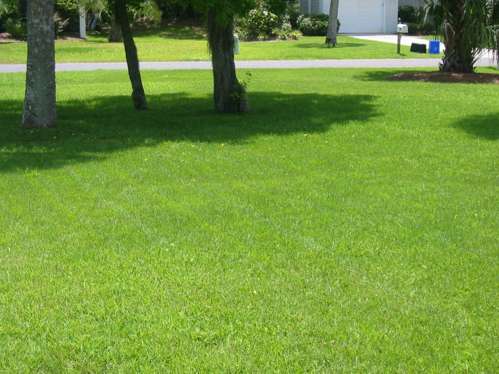 lawn results from snake oil showing lawn fertilization in Charleston