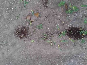 lawn damage from worms