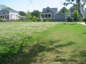 grass before and after lawn weed control Mount Pleasant