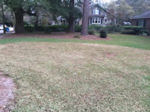 A picture of brown grass at stage one eaten by armyworms to show Lawn Doctor of Charleston's armyworm control program.