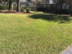 An after picture of green grass showing Lawn Doctor of Charleston's armyworm control program.