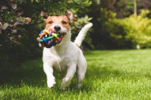 Dog on grass after Lawn Doctor provided Flea Control in West Ashley