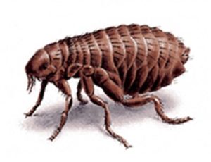 flea image as Lawn Doctor provides Flea Control in Charleston