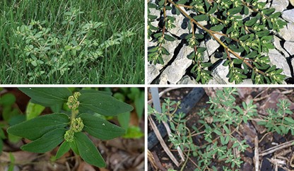 Spurge weeds in lawn