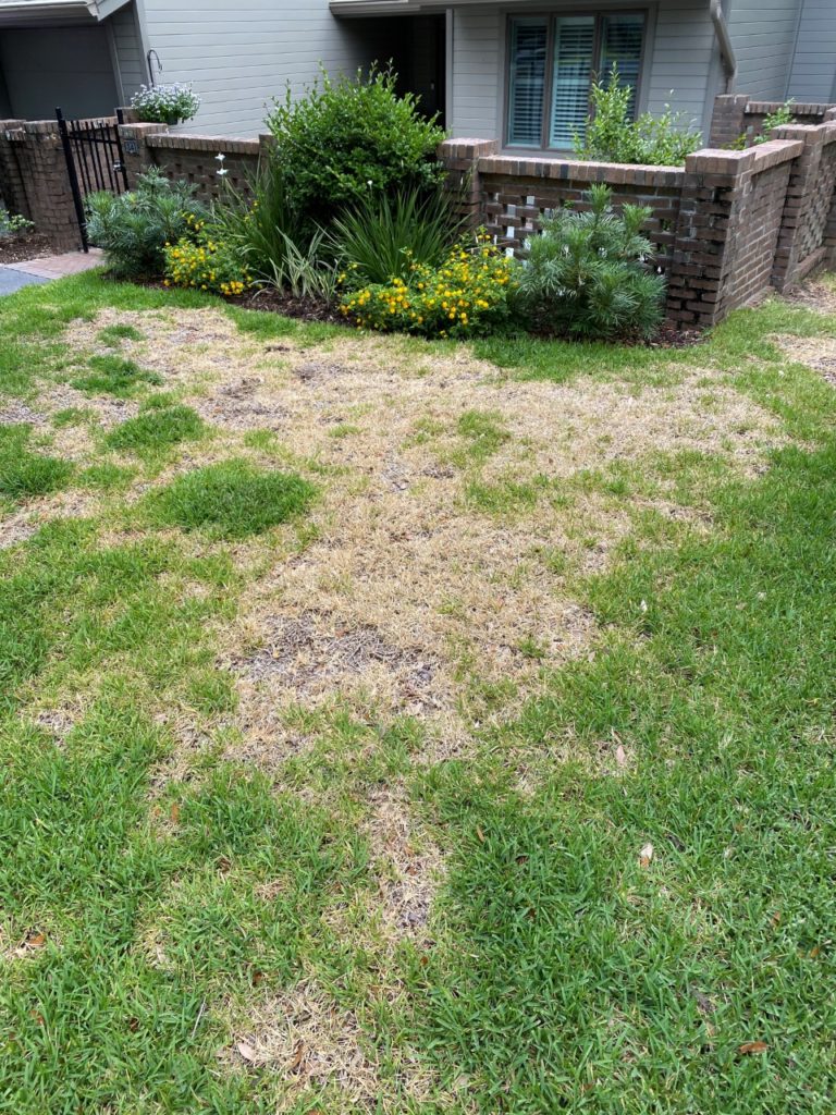 lawn with chinch bug damage