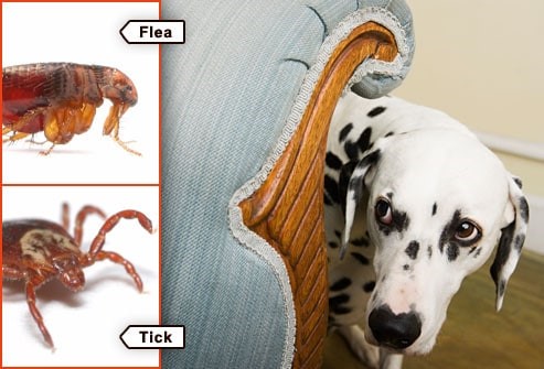 dog hiding from flea and ticks