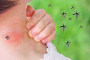 Backyard Mosquito Control in Mount Pleasant