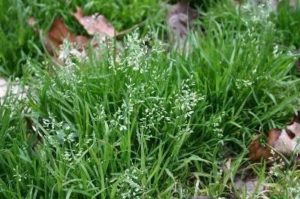 Weed control service in Charleston to Maintain a Healthier Lawn