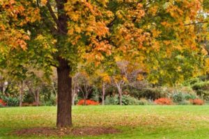  Lawn Doctor provides Tree Care in West Ashley