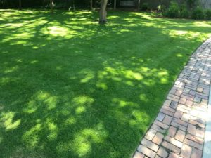 organic lawn care West Ashley