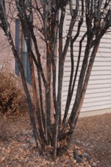 Crape Myrtle with Mold Damage