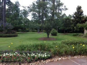 green grass and landscaping by lawn services in The Woodlands