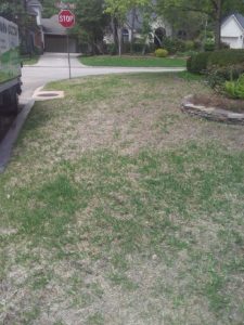 Johnson Lawn Take All Patch Comparison