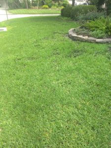 Johnson Lawn Take All Patch Comparison