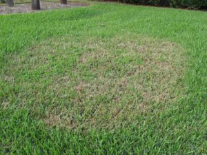 Brown Patch before Lawn Doctor provided Brown Patch Treatment for The Woodlands