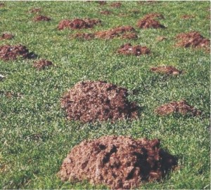Lawn Weed Control in Davidsonville 