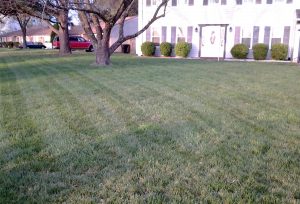 Lawn Fertilizer Service in Virginia Beach