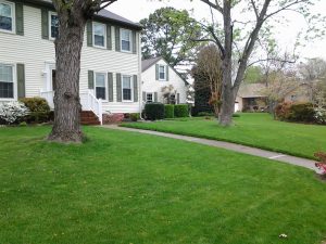 green lawn treated by our lawn care service in Virginia Beach 