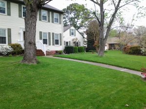 Lawn in front of white house showing lawn treatment in Virginia Beach