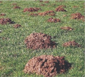 Several lumps of dirt scattered across lawn caused by moles. Moles are pests for your lawn.
