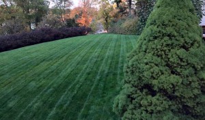 sloped lawn with line of bushes in background showing lawn care services in Allentown PA