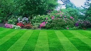 green grass with purple flowers maintained by our professional lawn care in Hackettstown 
