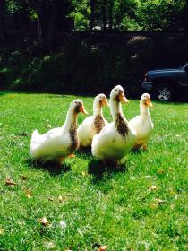 Baby Ducks on a green lawn