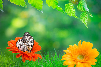 colorful butterflies landing on lawn service wayne grass