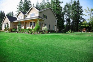green front lawn after lawn seeding service