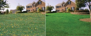 weed control in Pottstown before and after 
