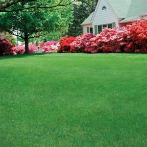 green front lawn with blooming azaleas
