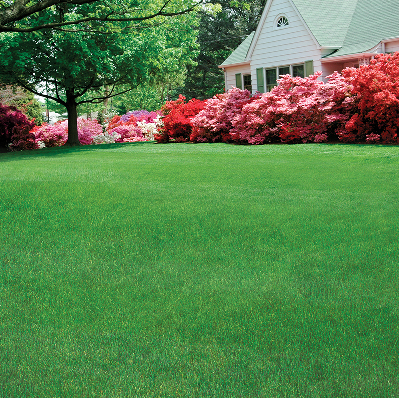 green lawn weed control grass with blooming azaleas 
