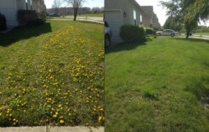 Lawn Doctor of Columbus Before and After